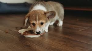 Hinter der Schüssel: Enthüllung der Wissenschaft der Premium-Hundefutter-Formeln