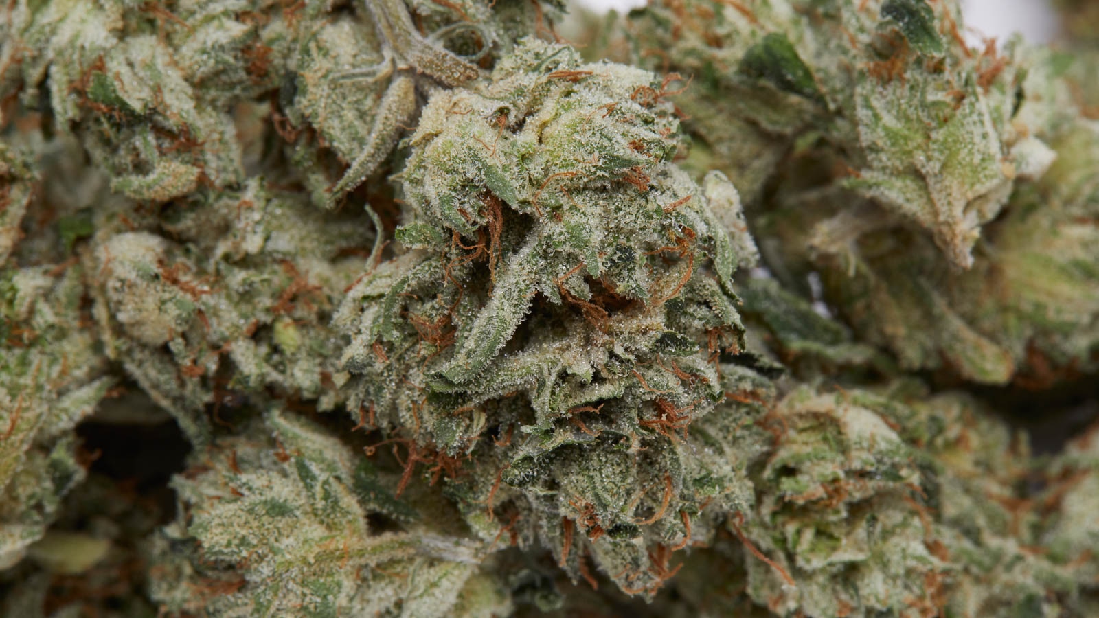 Häufige Fehler vermeiden – Cannabissamen kaufen legal in Deutschland