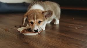 Hinter der Schüssel: Enthüllung der Wissenschaft der Premium-Hundefutter-Formeln