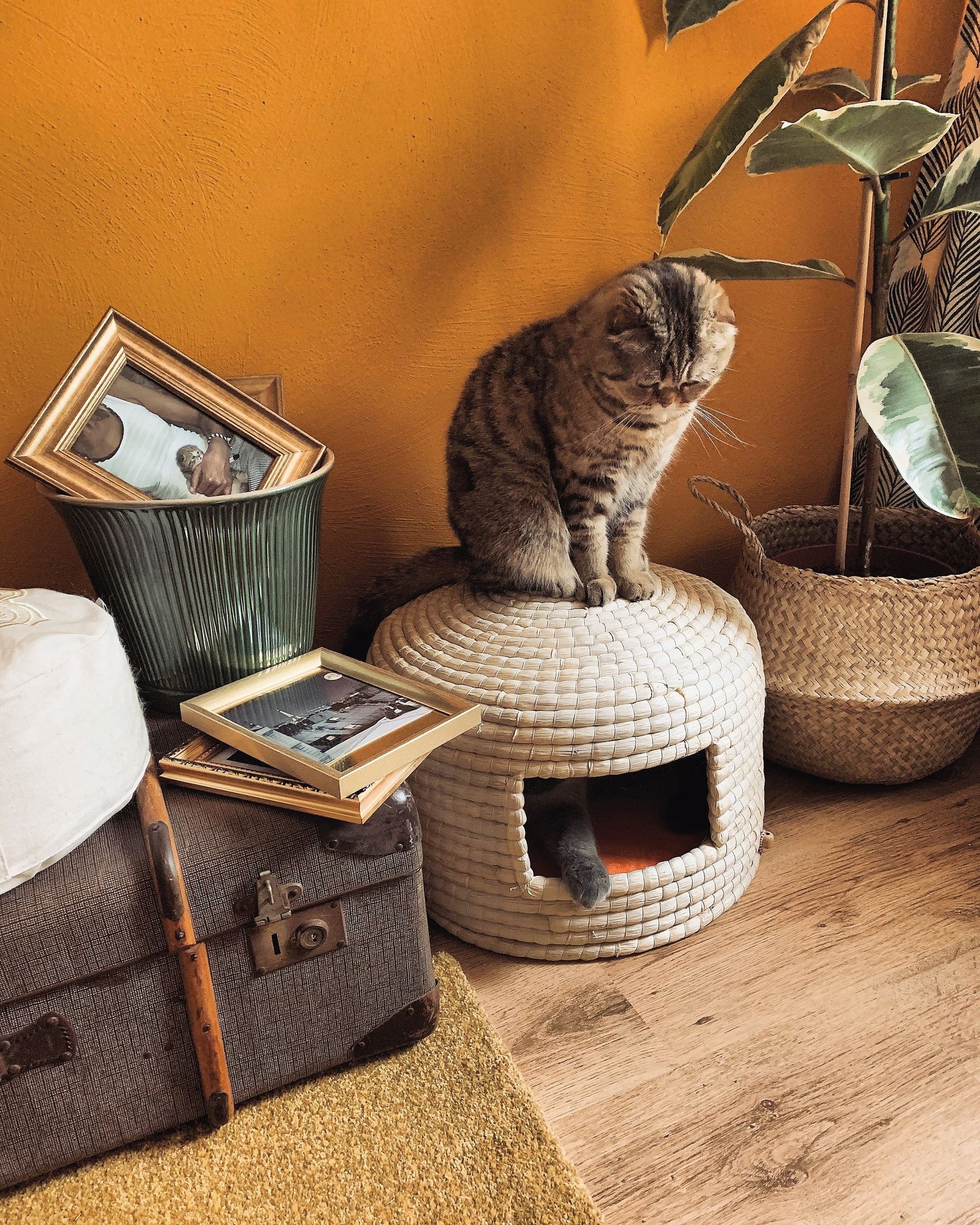 Tipps zur Auswahl eines Katzensofas für Freigängerkatzen