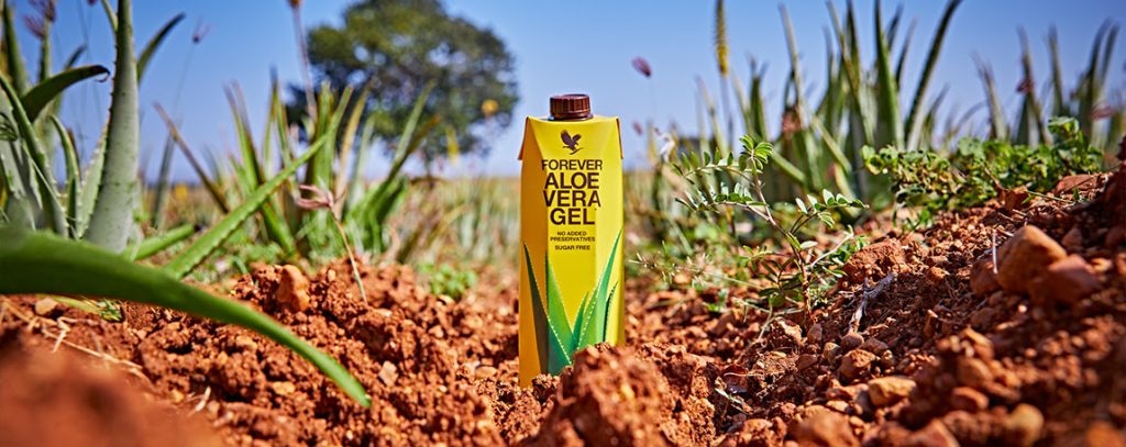 Warum Aloe Vera der Star bei Forever Living ist