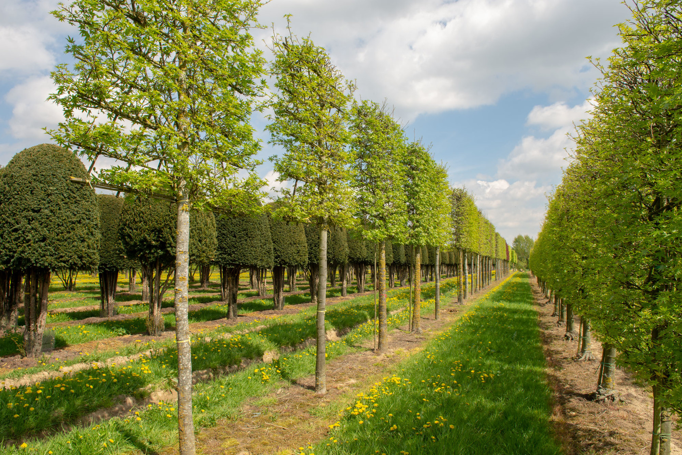 Gestalten Sie Ihren Garten mit dem Glanzmispel Spalier – Ein echter Hingucker